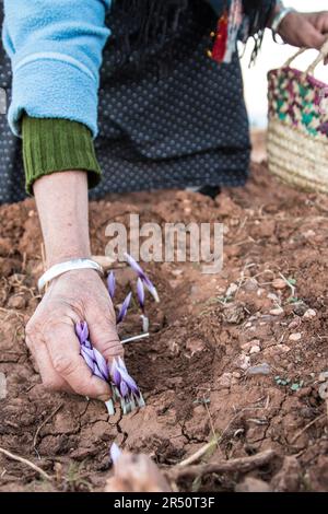 Kultivatorinnen in Taliouine, Marokko, sammeln Saffron Blooms am frühen Morgen Stockfoto