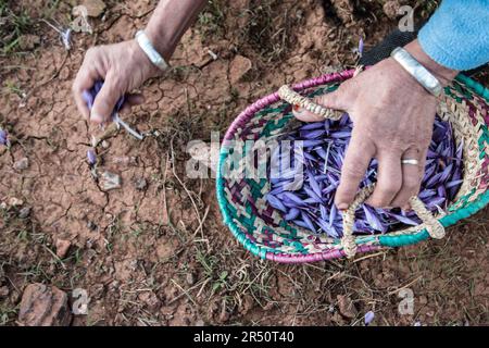 Dawn's Early Light Saffron Flower Harvest von Women Growers in Taliouine, Südmarokko Stockfoto