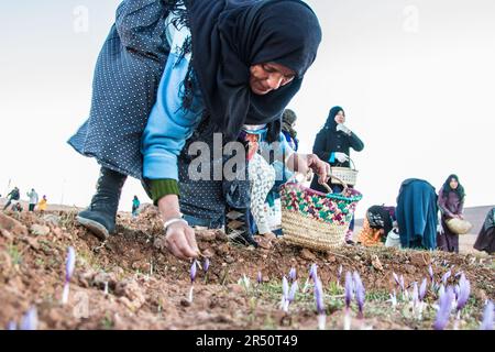 Die Ernte von Saffron Blooms am frühen Morgen durch weibliche Bauern in Taliouine, Marokko Stockfoto