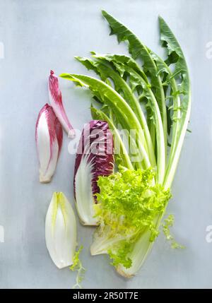 Chicorée, Radicchio, Chicorée (auch bekannt als Chicorée de catalogna) und Endivie Stockfoto