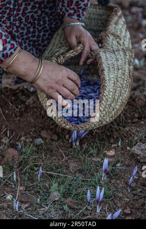 Morning Harvest of Saffron Blooms by Women Farmers in Taliouine, Südmarokko Stockfoto