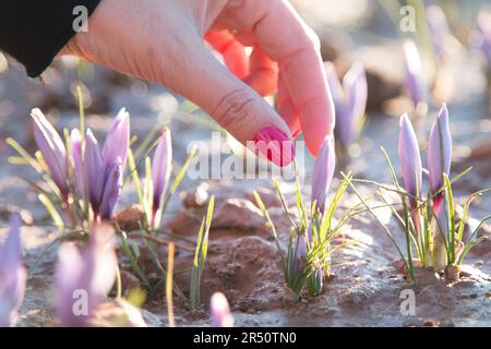 Detailaufnahme der Hand einer Frau während der Saffron-Ernte in Taliouine, Marokko Stockfoto