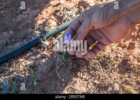 Nahaufnahme einer Frauenhand beim Pflücken von Saffron Flowers in Taliouine, Südmarokko Stockfoto
