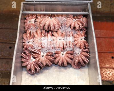 Frischer Tintenfisch auf dem Tsukiji-Fischmarkt in Tokio, Japan Stockfoto