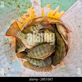 Frisch gefangener Schnapper in einem Korb (Malediven) Stockfoto