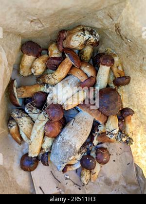 Porcini-Pilze und Kastanienbolete Stockfoto