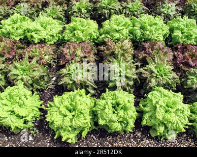 Verschiedene Arten von Salat in einem Feld Stockfoto