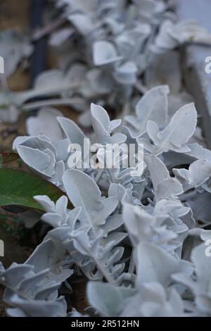 Blumen in einem Garten in der Stadt Portsaid Stockfoto