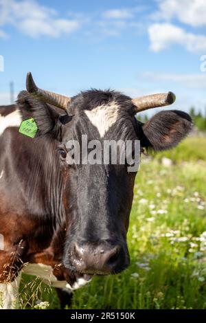 Die Kuh frisst frisches grünes Gras auf dem Rasen oder auf dem Feld. Wunderschöne Landschaft mit blauem Himmel und Wolken. Landwirtschaftskonzept. Malerisch Stockfoto