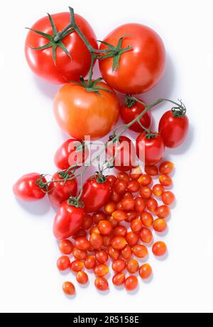 Verschiedene Tomatenarten auf weißem Hintergrund Stockfoto