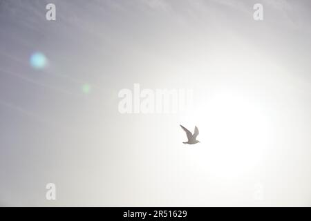 Vögel, die über den Suez-Kanal in Portsaid fliegen Stockfoto
