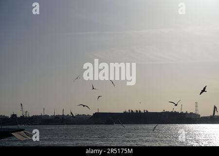 Vögel, die über den Suez-Kanal in Portsaid fliegen Stockfoto