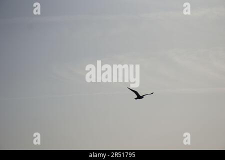 Vögel, die über den Suez-Kanal in Portsaid fliegen Stockfoto