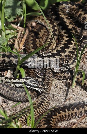 Common European Adder (Vipera berus) Erwachsene Frauen, die sich auf den Küstensanddünen Eccles-on-Sea, Norfolk, Großbritannien sonnen April Stockfoto