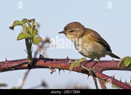 Chiffchaff (Phylloscopus collybita collybita), Erwachsener, hoch oben auf dem Brachbusch Eccles-on-Sea, Norfolk, Großbritannien April Stockfoto