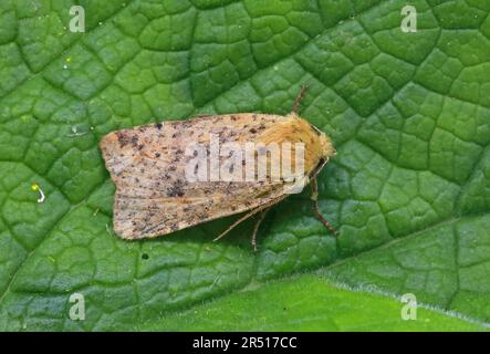 Gepunktete Kastanie (Conistra rubiginea), Erwachsener im Ruhezustand, Eccles-on-Sea, Norfolk, Großbritannien 25. April 2019 Stockfoto