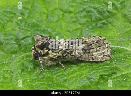 Frosted Green (Polyploca ridens), Erwachsener im Ruhezustand auf Blatt Eccles-on-Sea, Norfolk, Großbritannien April Stockfoto