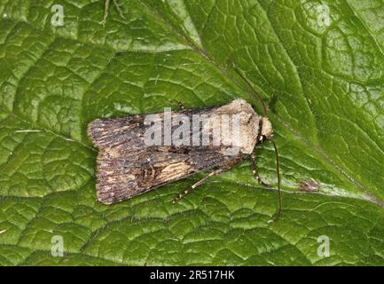 Agrotis puta (Agrotis puta), weiblich in Form eines Shuttlebusses, ruhend, Eccles-on-Sea, Norfolk, Großbritannien, Mai Stockfoto