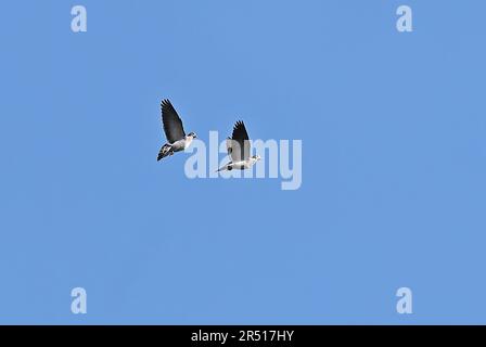 Stock Dove (Columba oenas oenas) Paar im Flug „Aerial Driving“ Eccles-on-Sea, Norfolk, Großbritannien März Stockfoto