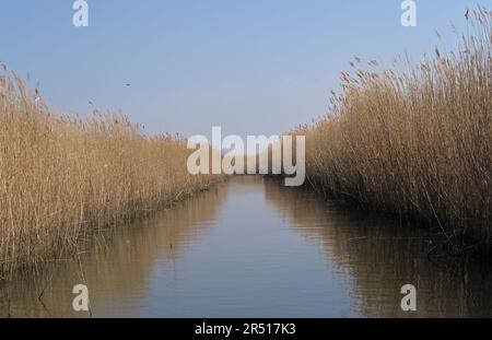 Blick entlang der Lücke im Schilfbett auf Broad, Common Reed (Phragmites australis) Hickling Broad, Norfolk, Großbritannien Mai Stockfoto