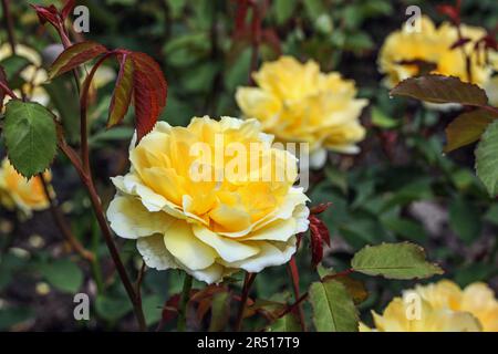 Eine wunderschöne, hellgelbe Molineux Rose, umgeben von Blättern, im Rosengarten am Mount Edgcumbe Park Cornwall Whitsun 2023 Stockfoto