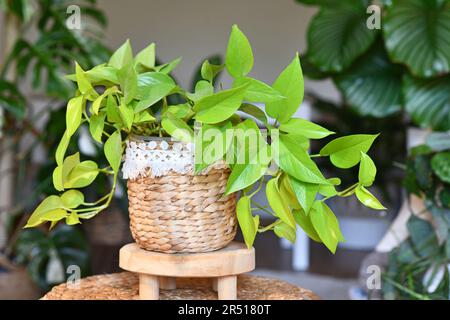 Tropische 'Epipremnum Aureum Lemon Lime'-Zimmerpflanze mit neongrünen Blättern im Blumentopf auf dem Tisch im Wohnzimmer Stockfoto