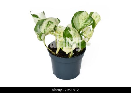 Exotische 'Epipremnum Aureum Manjula'-Pothos-Zimmerpflanze im Blumentopf auf weißem Hintergrund Stockfoto