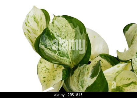 Nahaufnahme des Blatts der exotischen „Epipremnum Aureum Manjula“-Pothos-Hauspflanze auf weißem Hintergrund Stockfoto