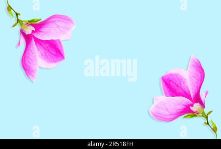 Die Schönheit blühender Magnolienblumen in all ihrer Pracht, wobei die Blüten in jeder Ecke des Bildes auf einem weichen blauen Hintergrund positioniert sind Stockfoto