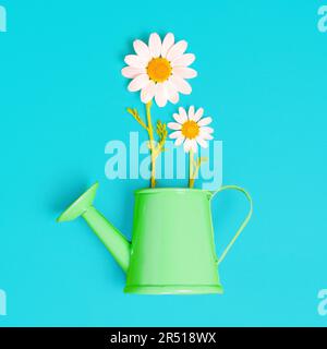 Nahaufnahme von zwei frisch blühenden Gänseblümchen, die in einer grünen, auf blauem Hintergrund isolierten Gänseblümchen eingebettet sind. Lebendige Gartenlandschaft. Stockfoto