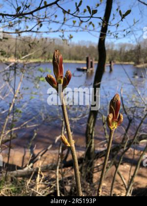 Rote Knospen auf den Zweigen, die Natur des Frühlings erwacht unter den Strahlen der warmen Frühlingssonne zum Leben Stockfoto