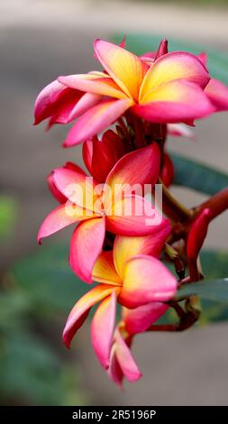 Schöne Frangipani-Blume - Rosa und gelb farbenfrohe Frangipani-Blume aus nächster Nähe Stockfoto
