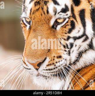 Nahaufnahme des Gesichts eines Amur Tigers, auch Sibirianer Tiger genannt. Stockfoto