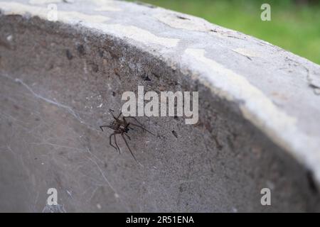 Spinne im Brunnen - ein Spinnennetz auf einem Betonkreis Stockfoto