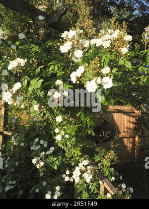 Eine wunderschöne blassweiße Kletterrose in der Abendsonne Stockfoto