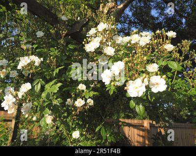 Eine wunderschöne blassweiße Kletterrose in der Abendsonne Stockfoto