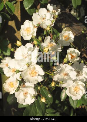 Eine wunderschöne blassweiße Kletterrose in der Abendsonne Stockfoto