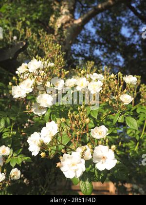 Eine wunderschöne blassweiße Kletterrose in der Abendsonne Stockfoto