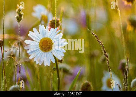 Eine Gänseblümchen auf einer Wiese Stockfoto