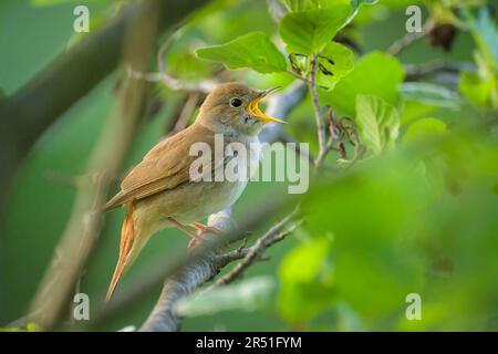 A Common Nightingale Sitting in a Bush Singing, Sunny Morning in Spring Time, Wien (Österreich) Stockfoto