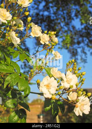 Eine wunderschöne blassweiße Kletterrose in der Abendsonne Stockfoto