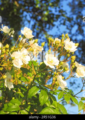 Eine wunderschöne blassweiße Kletterrose in der Abendsonne Stockfoto