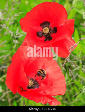 London, Großbritannien. 31. Mai 2023. Eine Hummel umkreist und landet auf einer leuchtend roten Mohnblume in einer der Wildblumenwiesen, die nicht gemäht werden, so dass Tiere und Insekten ermutigt werden können, ihren Lebensraum zu schaffen. Kredit: Imageplotter/EMPICS/Alamy Live News Stockfoto