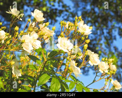 Eine wunderschöne blassweiße Kletterrose in der Abendsonne Stockfoto