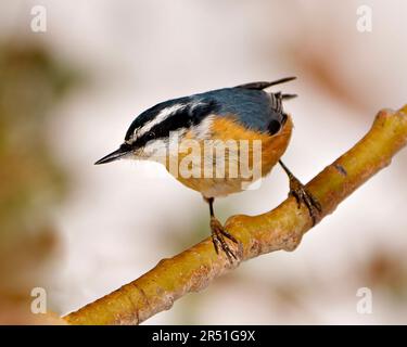 Nahaufnahme der rothaltigen Nuthatch auf einem Zweig mit unscharfem Hintergrund in seiner Umgebung und Umgebung. Stockfoto