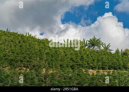 Farbenfrohe Kaffeeplantage auf einem Hügel unter blauem Himmel mit Wolken Stockfoto