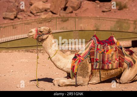 Wunderschön dekoriertes Kamel lächelnd, Nahaufnahme Porträt, Wüste von Jordanien Stockfoto