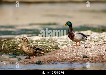 Ein Paar Stockenten in freier Wildbahn Stockfoto