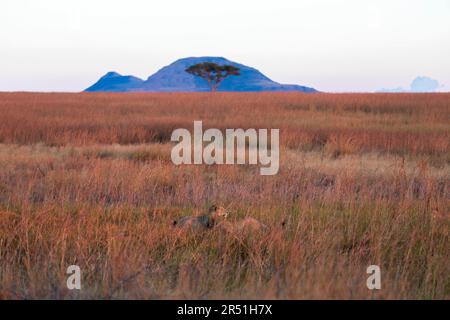 Landschaft des Nambiti Game Reserve, Südafrika Stockfoto