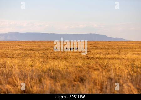 Landschaft des Nambiti Game Reserve, Südafrika Stockfoto